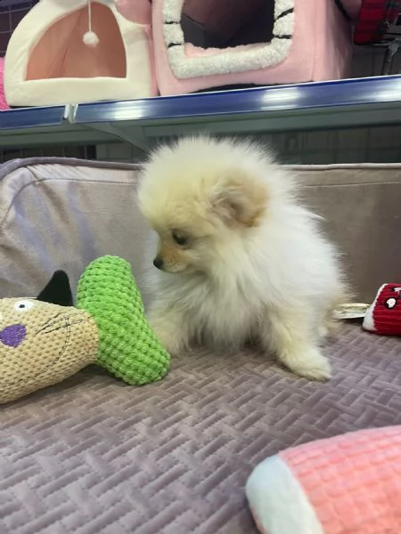 spitz pomerania -+