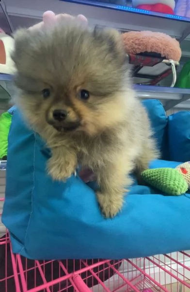 spitz pomerania 