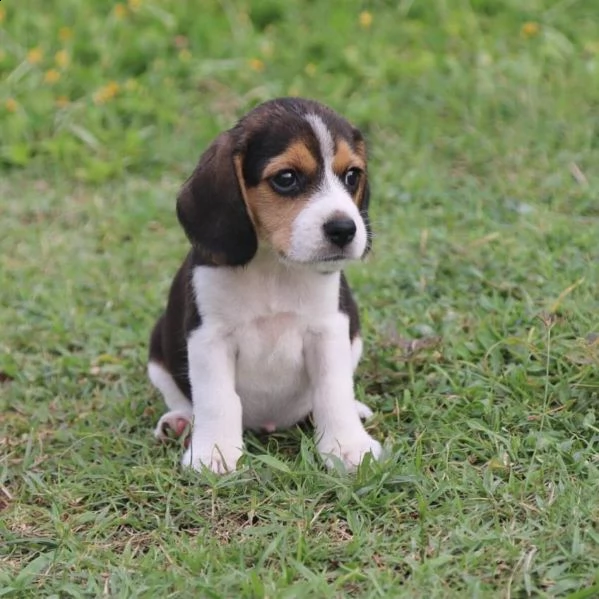 beagle toy -.