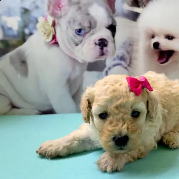 maltipoo-., mini toy 