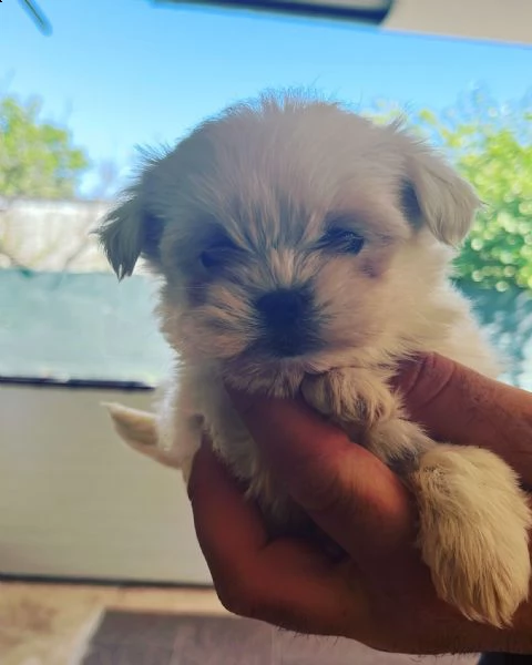 maltipoo-