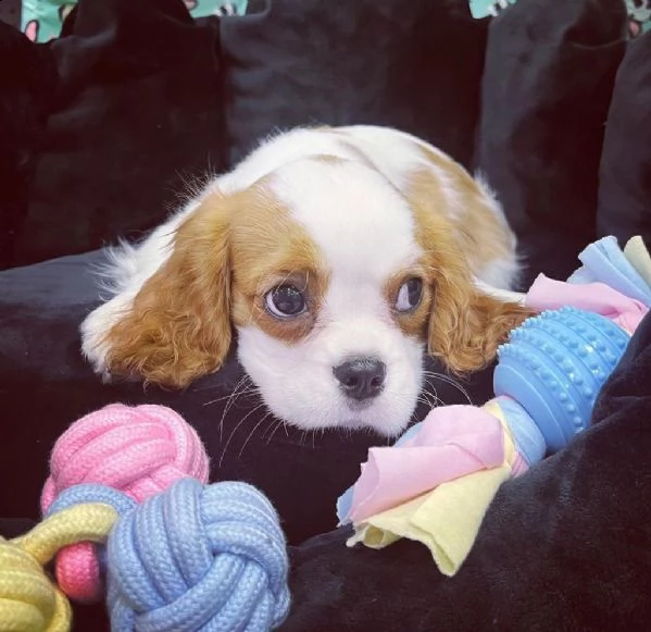 cavalier king .,.-
