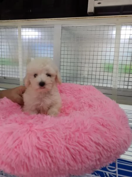 maltipoo mini toy -,.