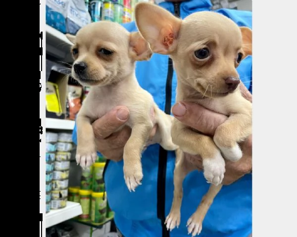 chihuahua .-,,