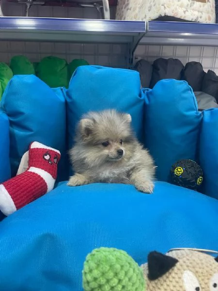volpino pomerani -.,-,