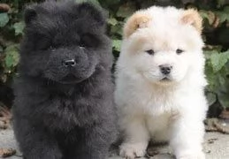 chow chow ,,-