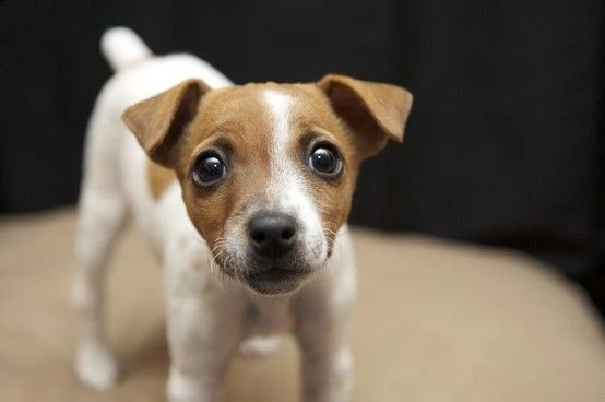 jack russel  ..--