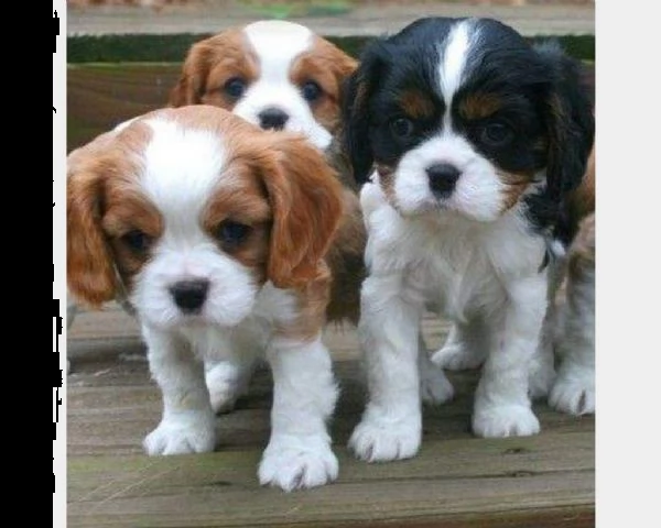 cavalier king...,.