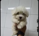 maltese coreano ,--.toy mini