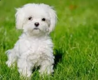 maltese  ,.-,toy 