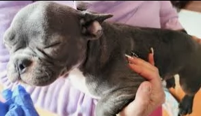 bulldog francese  piccolo .-'ì