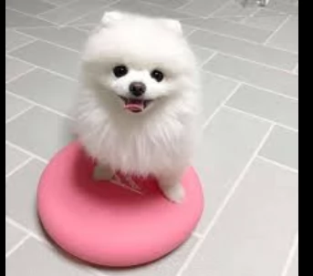 volpino pomerania -,,.