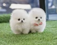 spitz pomerania  toy .-.-.