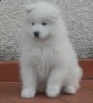 chow chow bianco .--.-