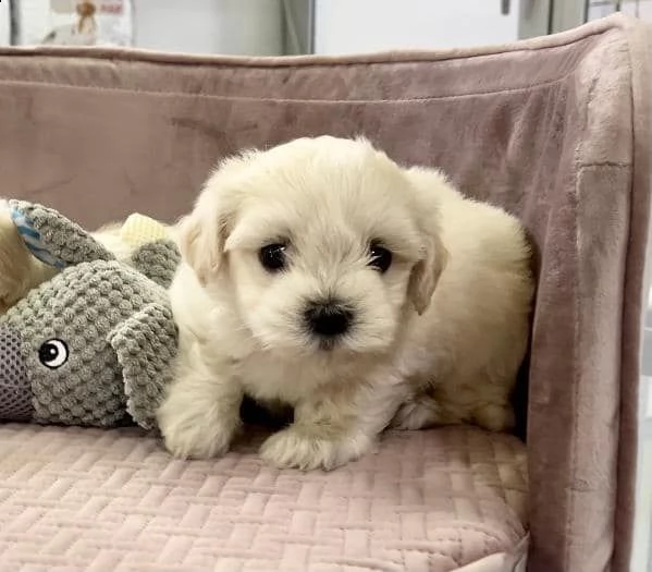 maltese coreano toy .........