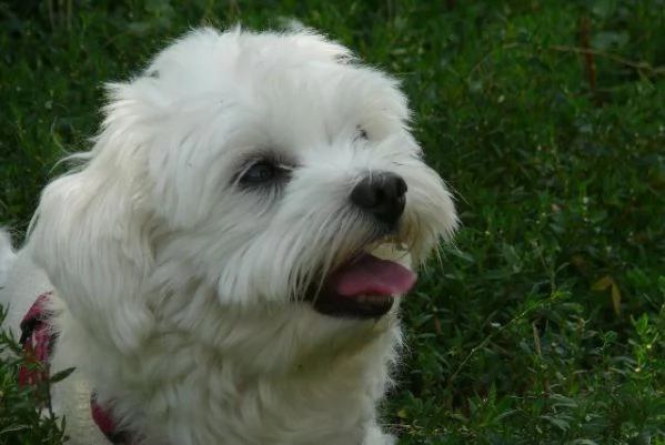 maltese ,-,.