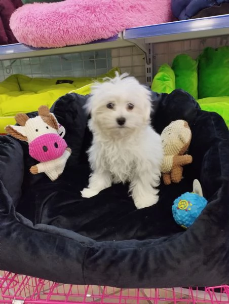 maltese .                                               .--.