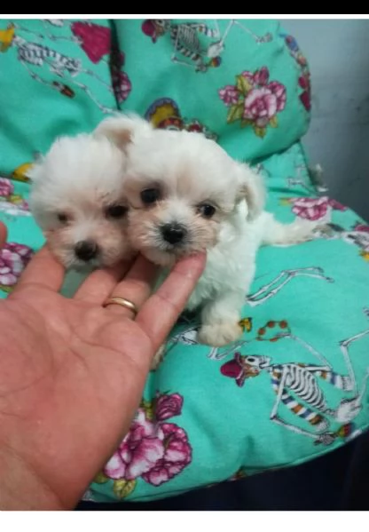 maltipoo ..-              -