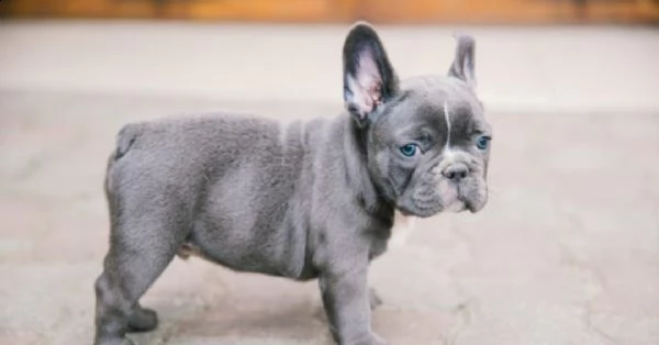 bulldog francese                            ..