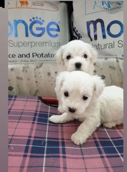 bolognese toy  i                                                                                    
