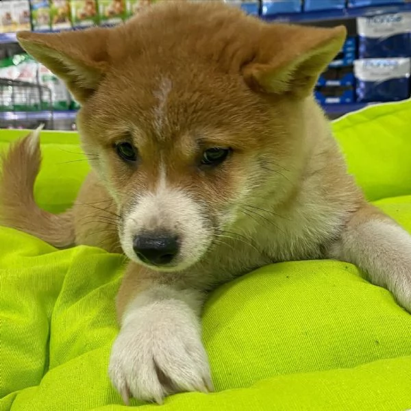 akita ,,-.-.