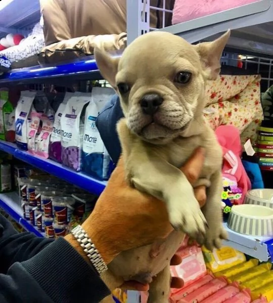 bulldog francese  .             ,.,-,