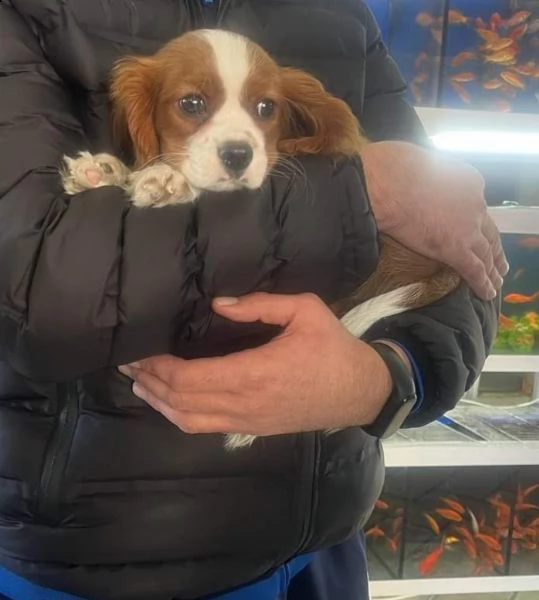 cavalier king,-               -.
