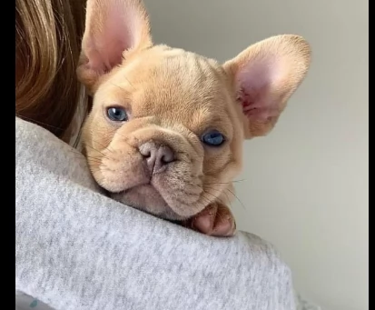 bulldog francese   