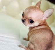 chihuahua messicano ,---.-.-.