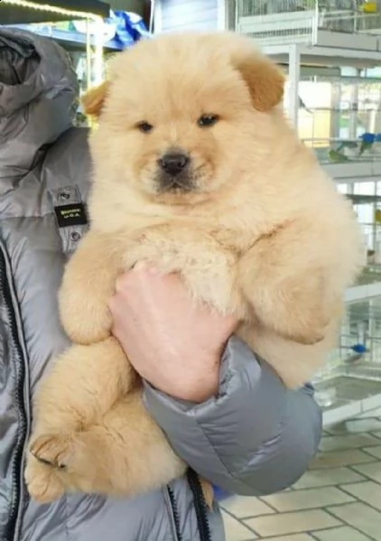 chow chow toy ,      ,,'