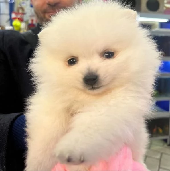 spitz pomerania  .-.             -