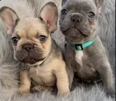 bulldog francese .,,.,..l