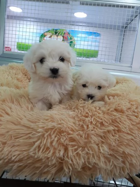 bolognese toy ,,,.--