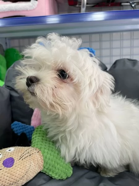maltese toy ,..,.n