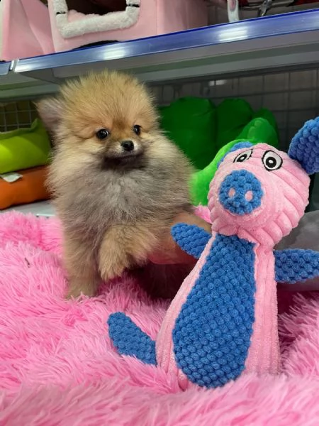 spitz pomerania .--.-,,.,--.-