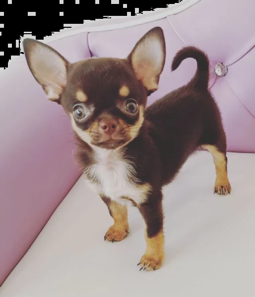 chihuahua toy ,..,.,.,---