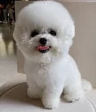 bichon toy ,..òù