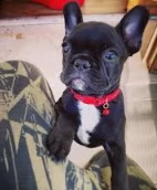 bulldog francese .,..--