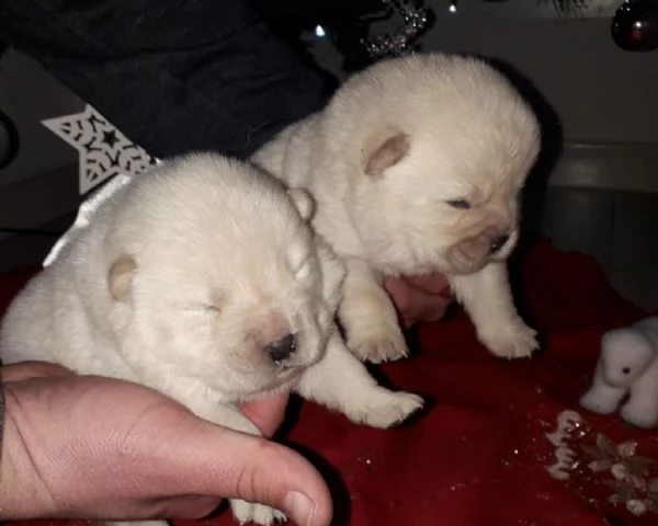 chow chow --.-..-.