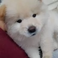 chow chow toy .,--.,.-,.-