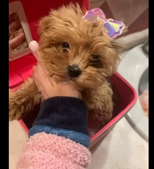 maltipoo