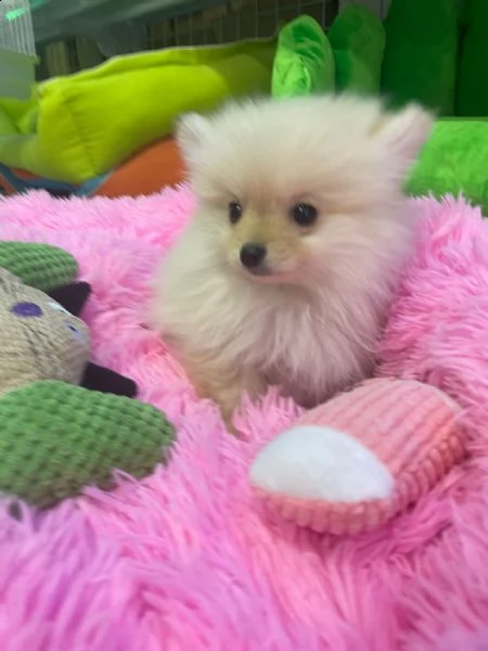 spitz pomerania  -.,..-..-,-