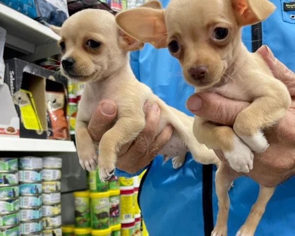 chihuahua  toy