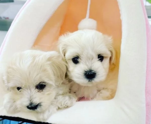 maltese-.,.