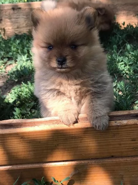 cuccioli di spitz pomerania toy 