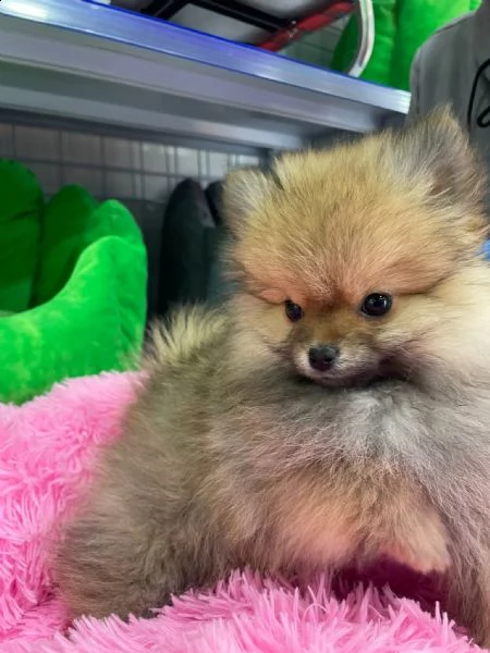 cucciolo di pomerania toy  | Foto 1