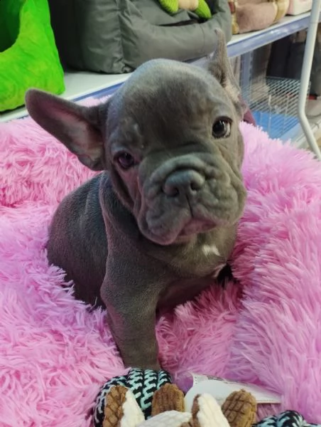 bouldogue francese 
