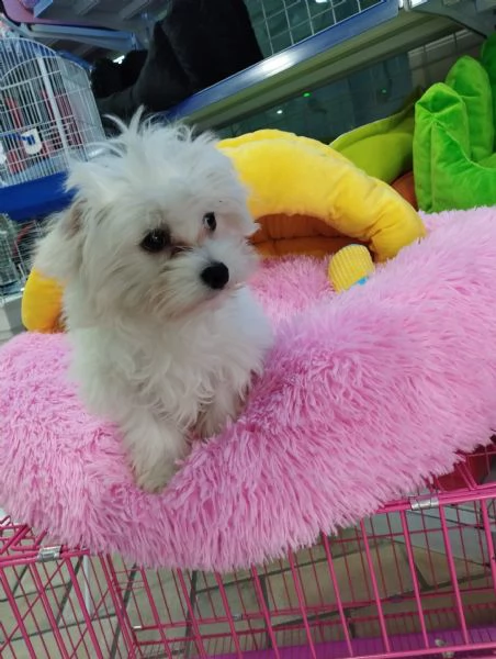 cucciolo di maltese nano 
