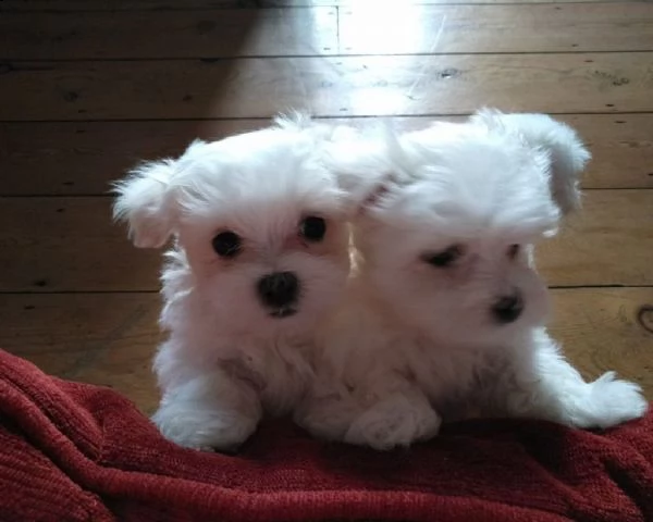 cucciolo di maltese  | Foto 0
