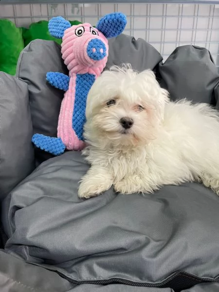 cuccioli di maltese toy